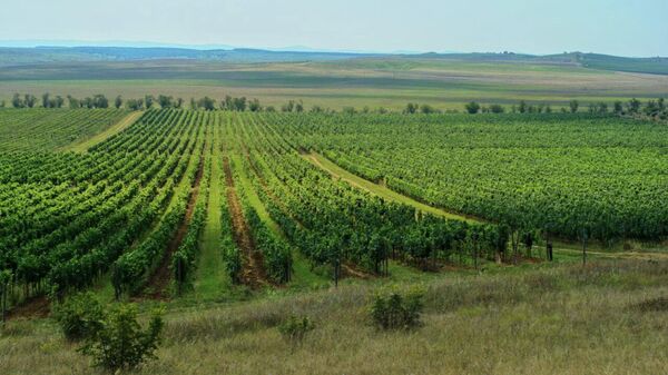 Виноградники Alma Valley, Крым