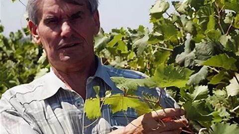 Доктор биологических наук в области виноградарства Трошин Леонид Петрович Доктор биологических наук в области виноградарства Трошин Леонид Петрович