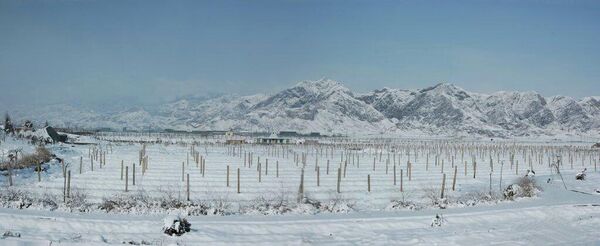 Северо-восток Китая — провинция Хэйлунцзян. Здесь снежный покров держится с октября по апрель, а температуры регулярно опускаются ниже –30 °C, что делает выращивание Vitis vinifera без селекции практически невозможным. Северо-восток Китая — провинция Хэйлунцзян. Здесь снежный покров держится с октября по апрель, а температуры регулярно опускаются ниже –30 °C, что делает выращивание Vitis vinifera без селекции практически невозможным.