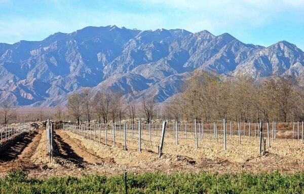Виноградники у подножия гор Хэлань (Нинся). На зиму лозу пригибают и закапывают в почву, чтобы защитить от морозов ниже –20 °C — практика, распространённая в Нинся, Ганьсу и Синьцзяне. Виноградники у подножия гор Хэлань (Нинся). На зиму лозу пригибают и закапывают в почву, чтобы защитить от морозов ниже –20 °C — практика, распространённая в Нинся, Ганьсу и Синьцзяне.