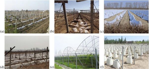 Ключевая особенность северных провинций — обязательное зимнее укрытие лозы с применением различных техник: от траншейных плугов до специализированных агрегатов. Ключевая особенность северных провинций — обязательное зимнее укрытие лозы с применением различных техник: от траншейных плугов до специализированных агрегатов.