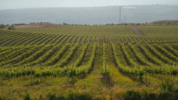 Виноградники Дербент Вино