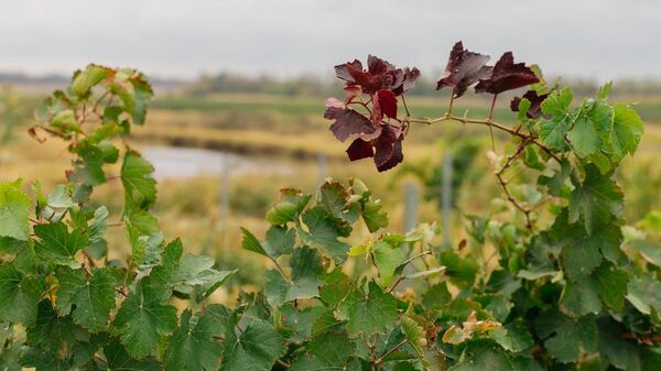 Виноградники Эльбузд