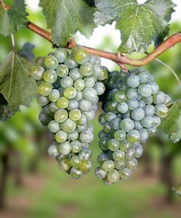 Сорт винограда Первенец Магарача Сорт винограда Первенец Магарача