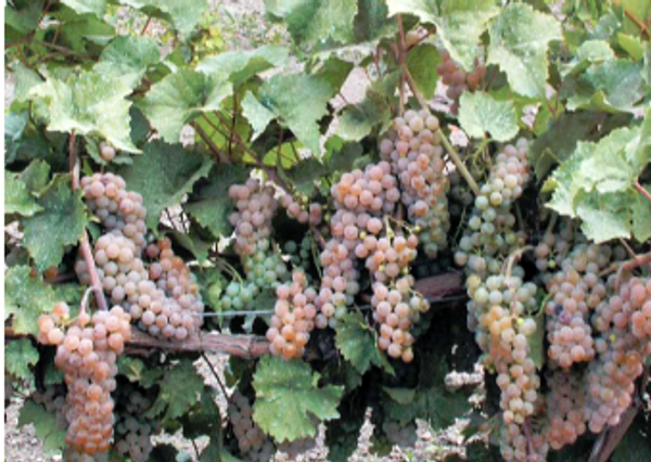 Сорт винограда Подарок Магарача в условиях Долины Дона Сорт винограда Подарок Магарача в условиях Долины Дона