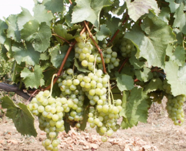 Сорт винограда Цитронный Магарача Сорт винограда Цитронный Магарача