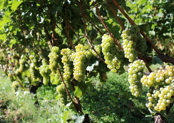 Сорт винограда Ркацители Магарача Сорт винограда Ркацители Магарача