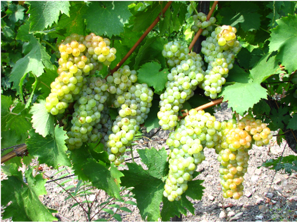 Сорт винограда Мускат Массандра Сорт винограда Мускат Массандра