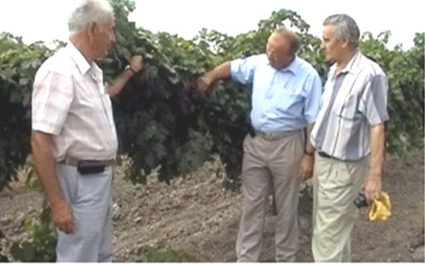 На ампелографической коллекции заведующий проблемной генетико-ампелографической лаборатории к. с.-х. н. Ильяшенко Олег Михайлович (слева), директор АЗОСВиВ к. с.-х. н. Панкин Михаил Иванович (в центре), заведующий кафедрой виноградарства КубГАУ д. б. н. профессор Трошин Леонид Петрович (справа), 2004 г. На ампелографической коллекции заведующий проблемной генетико-ампелографической лаборатории к. с.-х. н. Ильяшенко Олег Михайлович (слева), директор АЗОСВиВ к. с.-х. н. Панкин Михаил Иванович (в центре), заведующий кафедрой виноградарства КубГАУ д. б. н. профессор Трошин Леонид Петрович (справа), 2004 г.