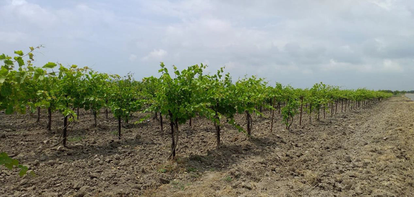 Состояние ампелоколлекции АЗОСВиВ летом 2023 г. Состояние ампелоколлекции АЗОСВиВ летом 2023 г.