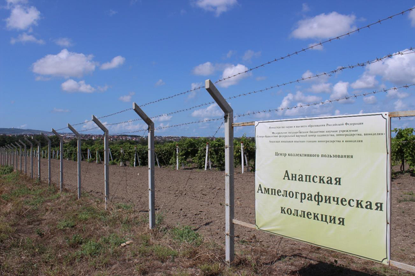 Участок Анапской Ампелографической коллекции Участок Анапской Ампелографической коллекции