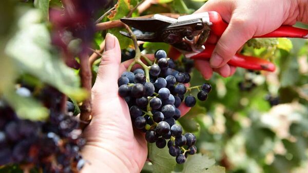 Сбор урожая в ООО Цимлянские вина