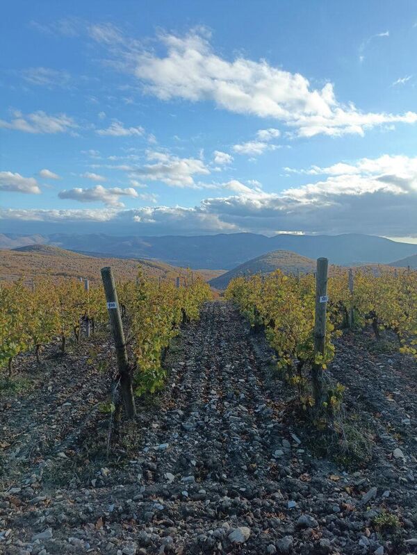 Винодельня Гай-Кодзор Винодельня Гай-Кодзор