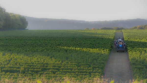 Виноградники Винодельня Криница (Краснодарский край) Виноградники Винодельня Криница (Краснодарский край)