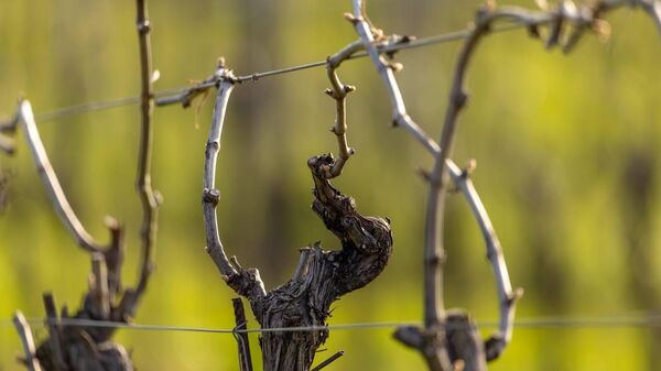 Виноградники винодельни Усадьба Дивноморское