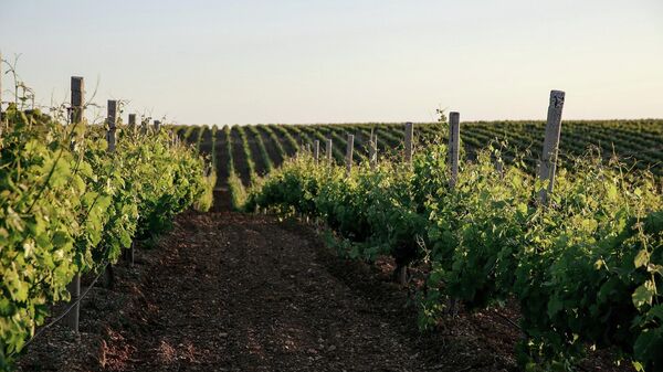 Виноградники INKERMAN