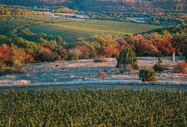 Фотоконкурс в рамках Премии Голицына. Алевтина Швец. UPPA Winery. Олени Фотоконкурс в рамках Премии Голицына. Алевтина Швец. UPPA Winery. Олени