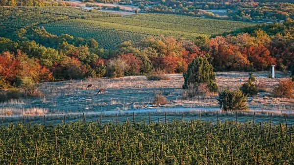 Фотоконкурс в рамках Премии Голицына. Алевтина Швец. UPPA Winery. Олени Фотоконкурс в рамках Премии Голицына. Алевтина Швец. UPPA Winery. Олени